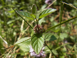 Mentha arvensis