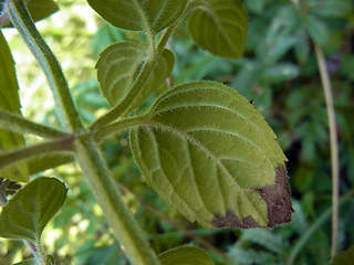 Mentha arvensis