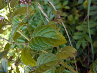 Mentha arvensis