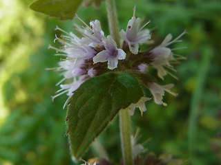 Mentha arvensis