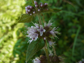 Mentha arvensis