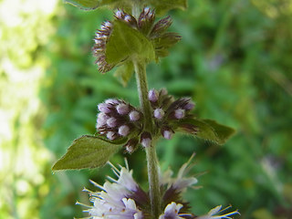 Mentha arvensis