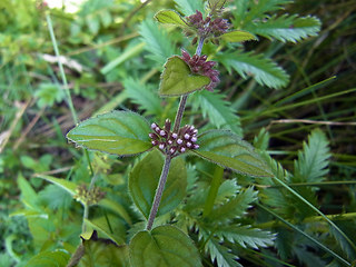 Mentha arvensis