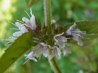 Mentha arvensis