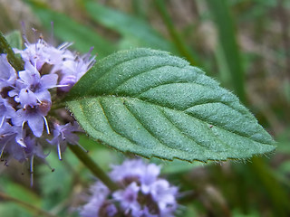 Mentha arvensis