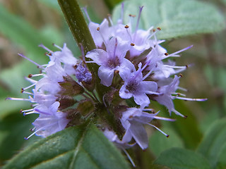 Mentha arvensis