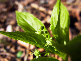 Mercurialis perennis