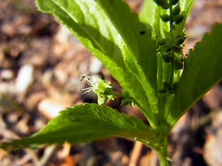 Mercurialis perennis