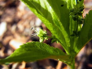 Mercurialis perennis