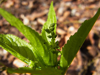 Mercurialis perennis