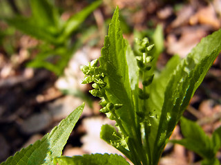 Mercurialis perennis