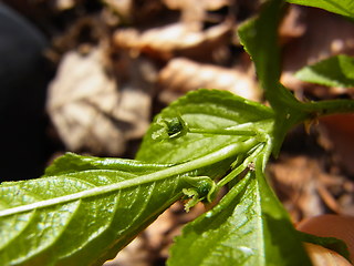 Mercurialis perennis