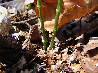 Mercurialis perennis