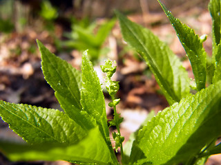 Mercurialis perennis