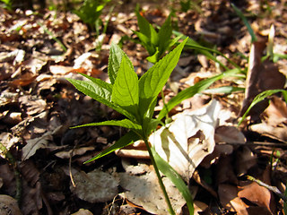 Mercurialis perennis