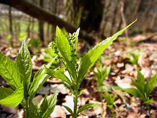 Mercurialis perennis