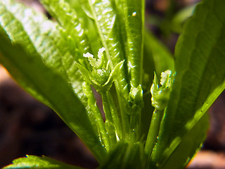 Mercurialis perennis