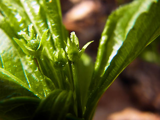 Mercurialis perennis