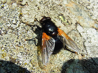 Mesembrina meridiana