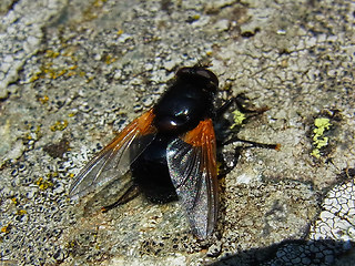 Mesembrina meridiana