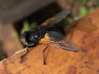 Mesembrina meridiana