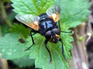 Mesembrina meridiana