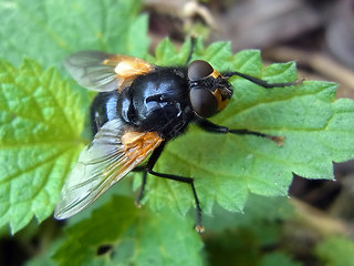 Mesembrina meridiana