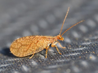 Micromus angulatus