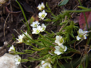 Minuartia verna