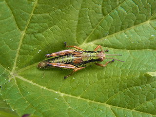 Miramella alpina