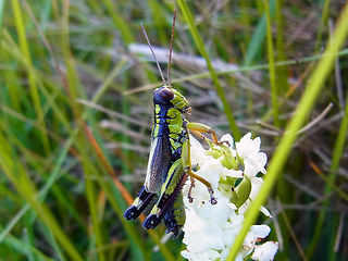 Miramella alpina