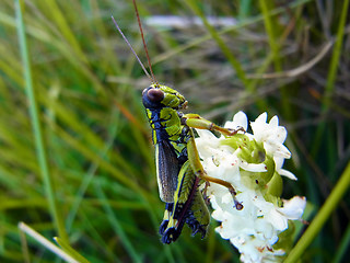 Miramella alpina