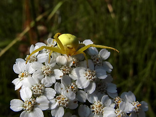 Misumena vatia