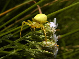 Misumena vatia