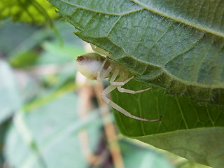 Misumena vatia