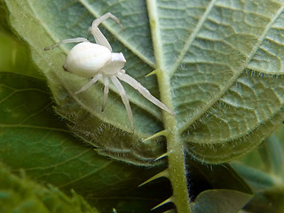 Misumena vatia