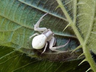 Misumena vatia