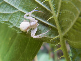 Misumena vatia