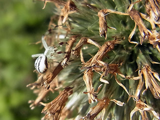 Misumena vatia