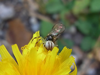 Misumena vatia