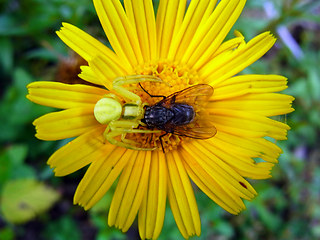 Misumena vatia