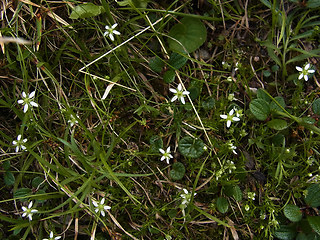 Moehringia ciliata