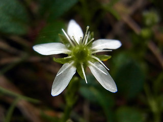 Moehringia ciliata