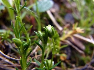 Moehringia ciliata