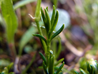 Moehringia ciliata