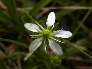 Moehringia ciliata