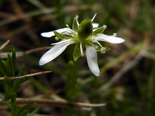 Moehringia ciliata