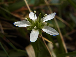 Moehringia ciliata