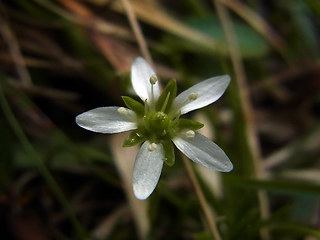 Moehringia ciliata