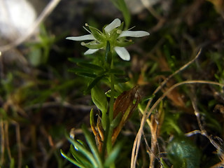 Moehringia ciliata